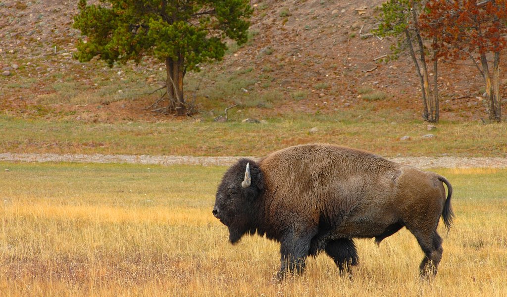 Обои трава, животные, бизон, американский бизон, grass, animals, buffalo, american bison разрешение 1920x1200 Загрузить