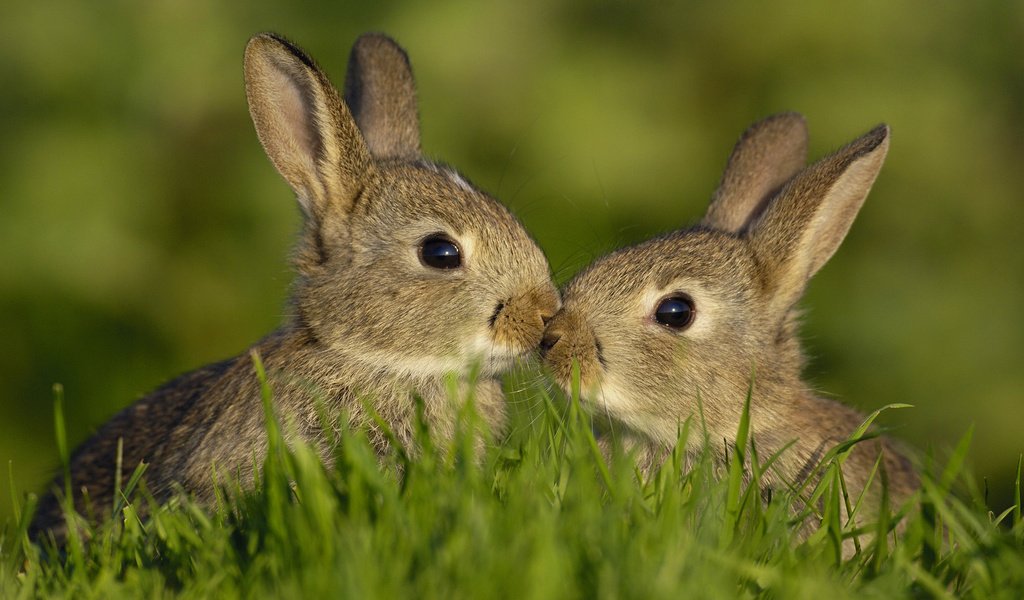 Обои трава, любовь, семья, кролики, зайцы, grass, love, family, rabbits разрешение 1920x1080 Загрузить