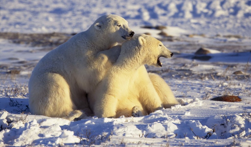Обои снег, белые, медведи, арктика, snow, white, bears, arctic разрешение 2560x1694 Загрузить
