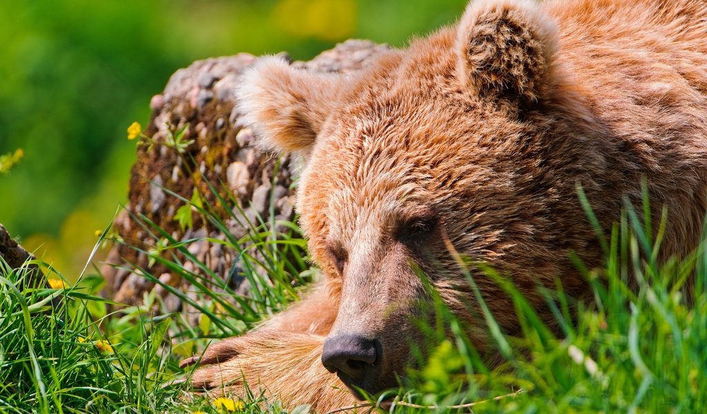 Обои медведь, спит, отдых, травка, бурый медведь, bear, sleeping, stay, weed, brown bear разрешение 2560x1600 Загрузить