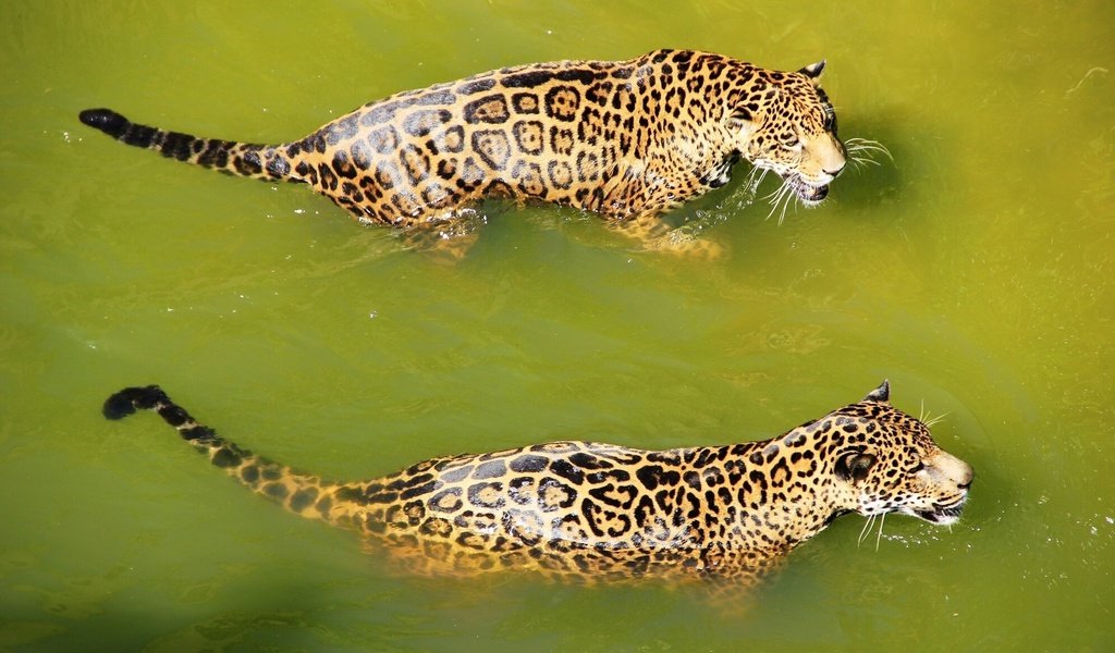 Обои вода, хищник, большая кошка, ягуар, кошки, купание, ягуары, water, predator, big cat, jaguar, cats, bathing, jaguars разрешение 1920x1200 Загрузить