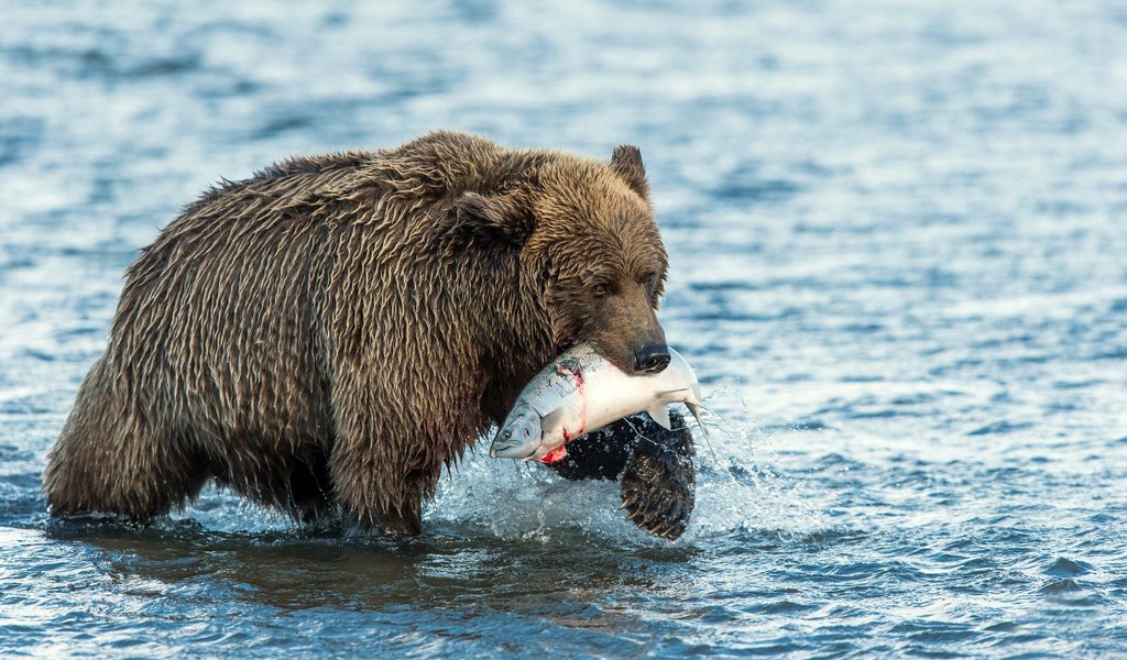 Обои вода, река, медведь, рыба, лосось, улов, water, river, bear, fish, salmon, catch разрешение 1920x1200 Загрузить