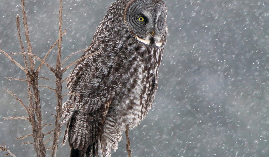 Обои сова, снег, дерево, зима, птица, бородатая неясыть, неясыть, owl, snow, tree, winter, bird, great grey owl разрешение 1920x1440 Загрузить