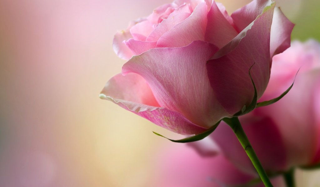 Обои цветы, розы, лепестки, розовые, боке, flowers, roses, petals, pink, bokeh разрешение 3714x2837 Загрузить