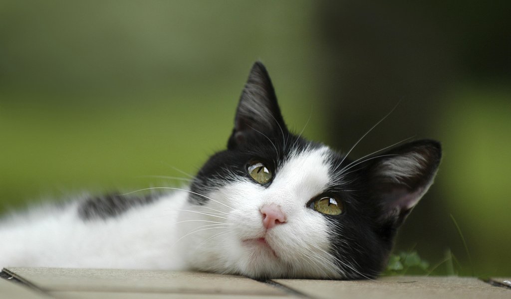 Обои глаза, кот, кошка, взгляд, лежит, чёрно-белый, eyes, cat, look, lies, black and white разрешение 2560x1600 Загрузить