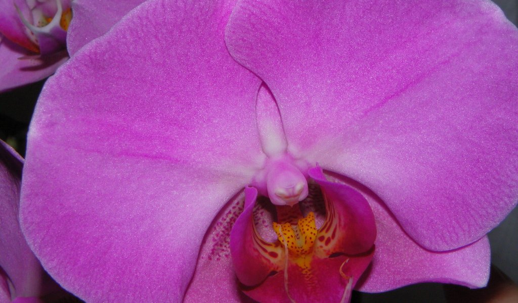 Обои макро, сиреневый, орхидея, macro, lilac, orchid разрешение 4000x3000 Загрузить