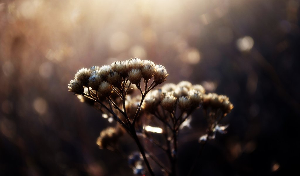 Обои макро, блики, растение, травинки, сухоцвет, венчик, пучки, macro, glare, plant, grass, the dried flowers, whisk разрешение 2560x1600 Загрузить