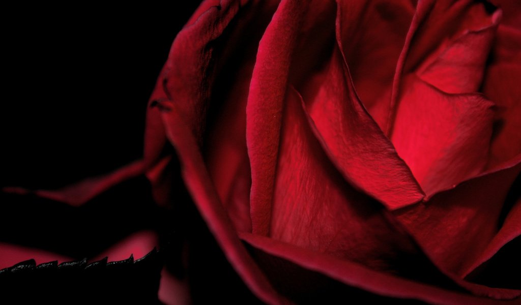 Обои цветок, роза, красная, бархатная, макро черный фон, flower, rose, red, velvet, macro black background разрешение 2560x1600 Загрузить