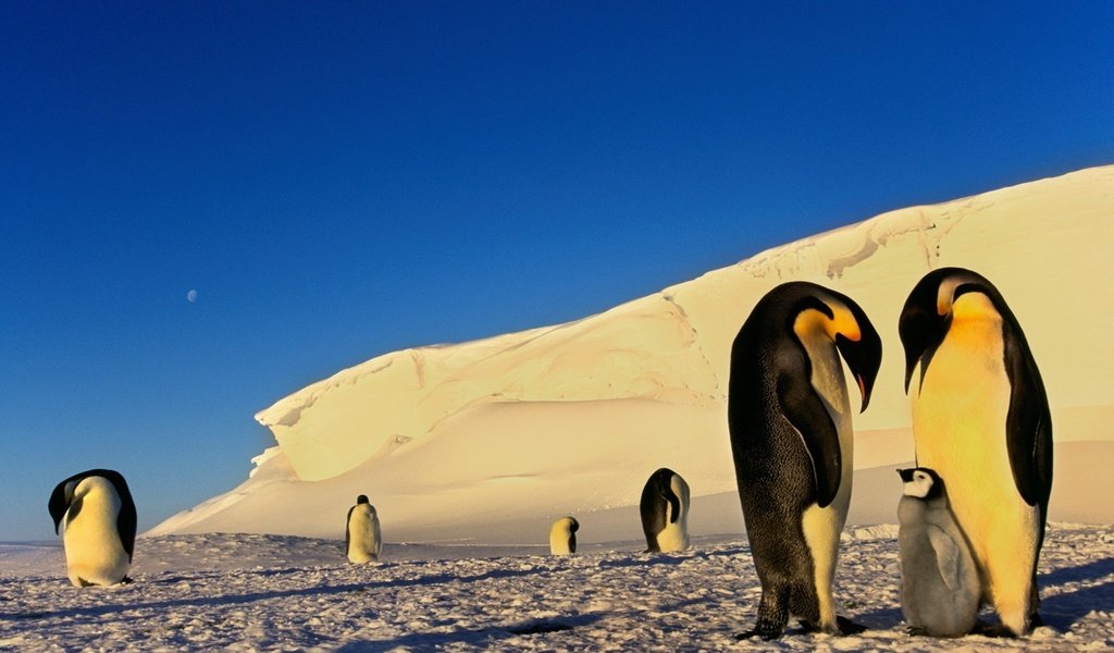 Обои снег, птицы, льдины, пингвины, антарктика, snow, birds, ice, penguins, antarctica разрешение 1920x1200 Загрузить