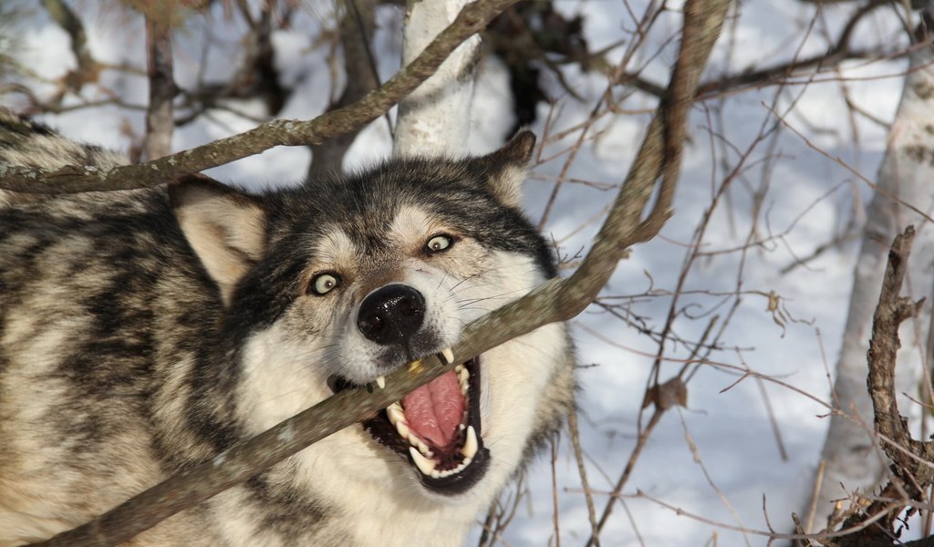 Обои ветка, снег, лес, зима, хищник, зубы, оскал, волк, branch, snow, forest, winter, predator, teeth, grin, wolf разрешение 1920x1200 Загрузить