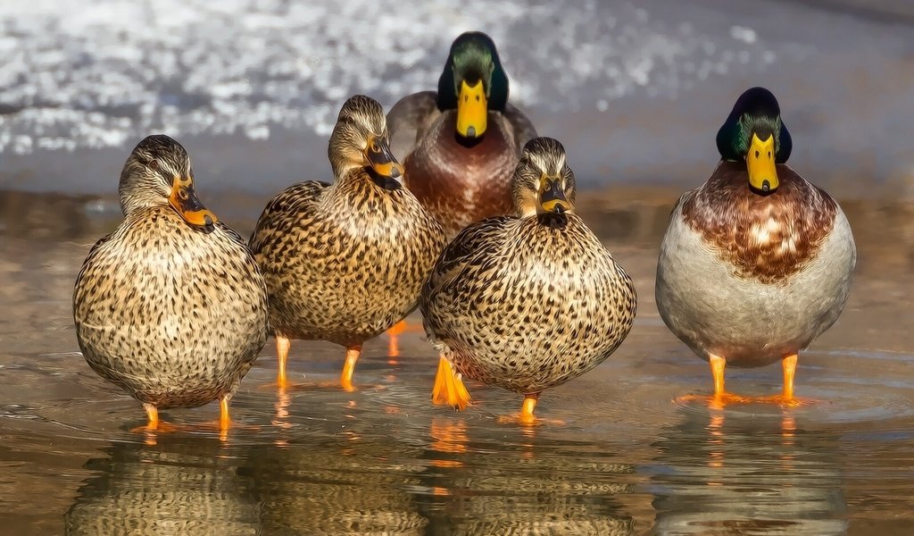 Обои вода, отражение, птицы, клюв, перья, утки, утка, кряква, water, reflection, birds, beak, feathers, duck, mallard разрешение 1920x1200 Загрузить