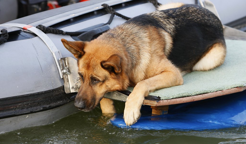 Обои собака, немецкая овчарка, рекс, "комиссар рекс", 17, dog, german shepherd, rex, "inspector rex" разрешение 3679x2378 Загрузить