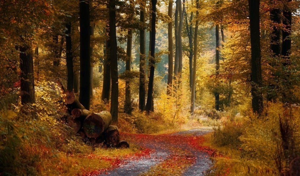 Обои дорога, деревья, лес, осень, тропинка, бревна, road, trees, forest, autumn, path, logs разрешение 1920x1080 Загрузить