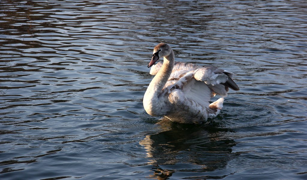 Обои вода, отражение, птица, клюв, перья, лебедь, water, reflection, bird, beak, feathers, swan разрешение 2560x1600 Загрузить