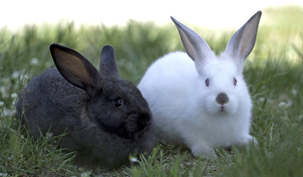 Обои трава, черный, белый, кролики, grass, black, white, rabbits разрешение 2048x1365 Загрузить