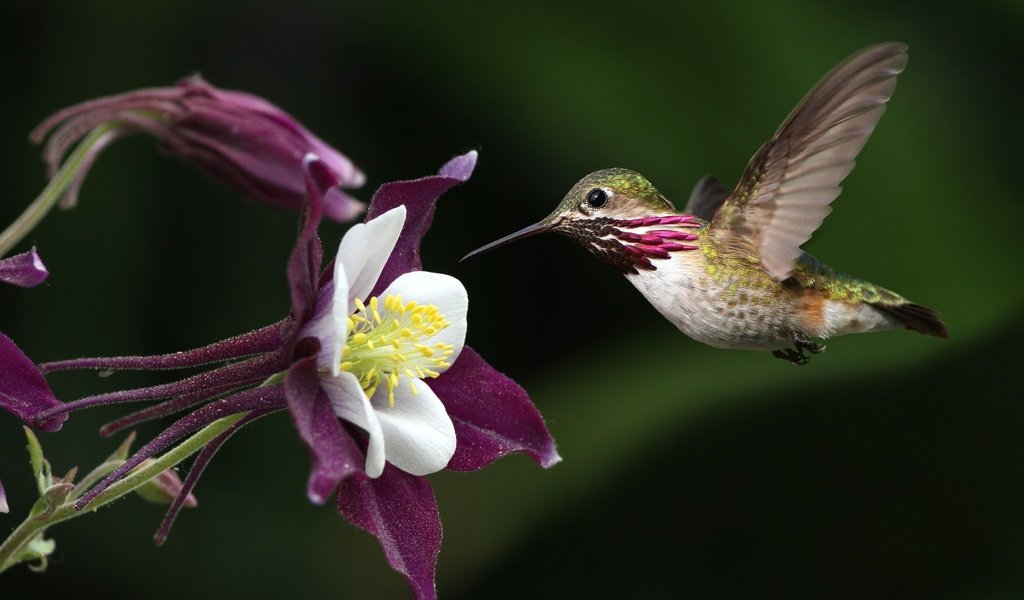 Обои полет, цветок, крылья, птица, клюв, перья, колибри, flight, flower, wings, bird, beak, feathers, hummingbird разрешение 2048x1372 Загрузить