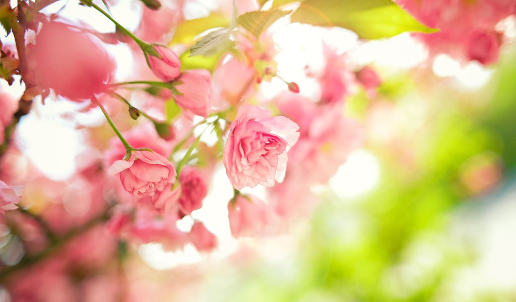 Обои цветы, дерево, листья, ветки, весна, розовые, flowers, tree, leaves, branches, spring, pink разрешение 1920x1080 Загрузить
