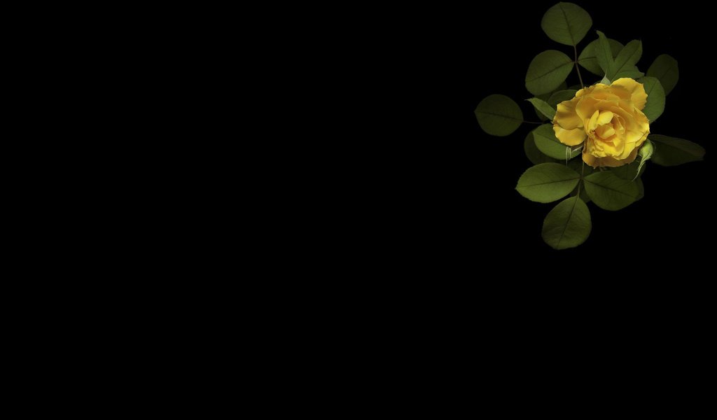 Обои минимализм, черный фон, желтая роза, minimalism, black background, yellow rose разрешение 2560x1600 Загрузить