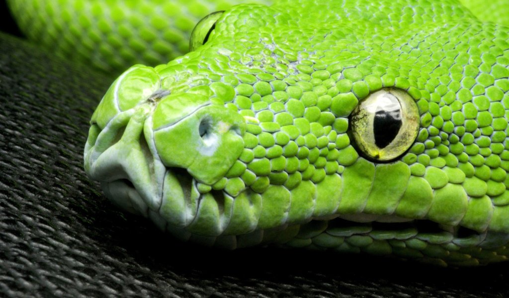 Обои глаза, макро, змея, зеленая, голова, питон, древесный, зеленый древесный питон, eyes, macro, snake, green, head, python, wood разрешение 2048x1365 Загрузить