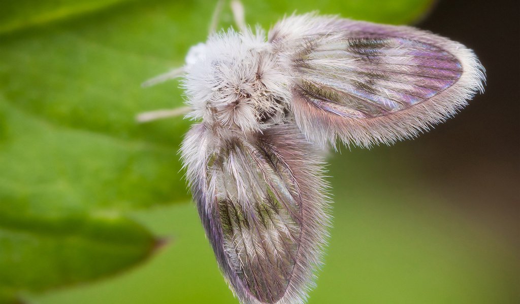 Обои бабочка, пушистый, лист, мотылек, моль, butterfly, fluffy, sheet, moth, mol разрешение 1920x1300 Загрузить