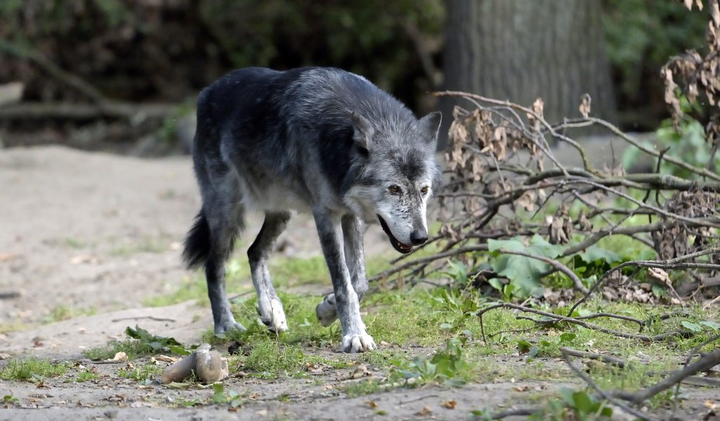 Обои лес, хищник, животное, волк, волк.хищник, живая природа, forest, predator, animal, wolf, wolf.predator, wildlife разрешение 1920x1281 Загрузить