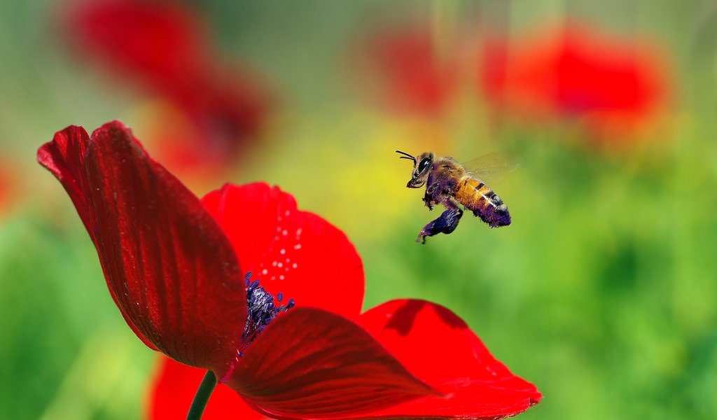 Обои макро, насекомое, цветок, красный, мак, пчела, пыльца, ziva & amir, macro, insect, flower, red, mac, bee, pollen разрешение 3435x2129 Загрузить