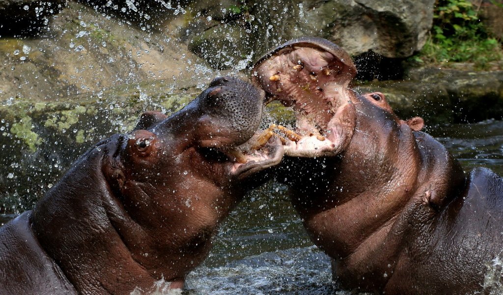 Обои вода, брызги, бегемоты, water, squirt, hippos разрешение 1920x1200 Загрузить