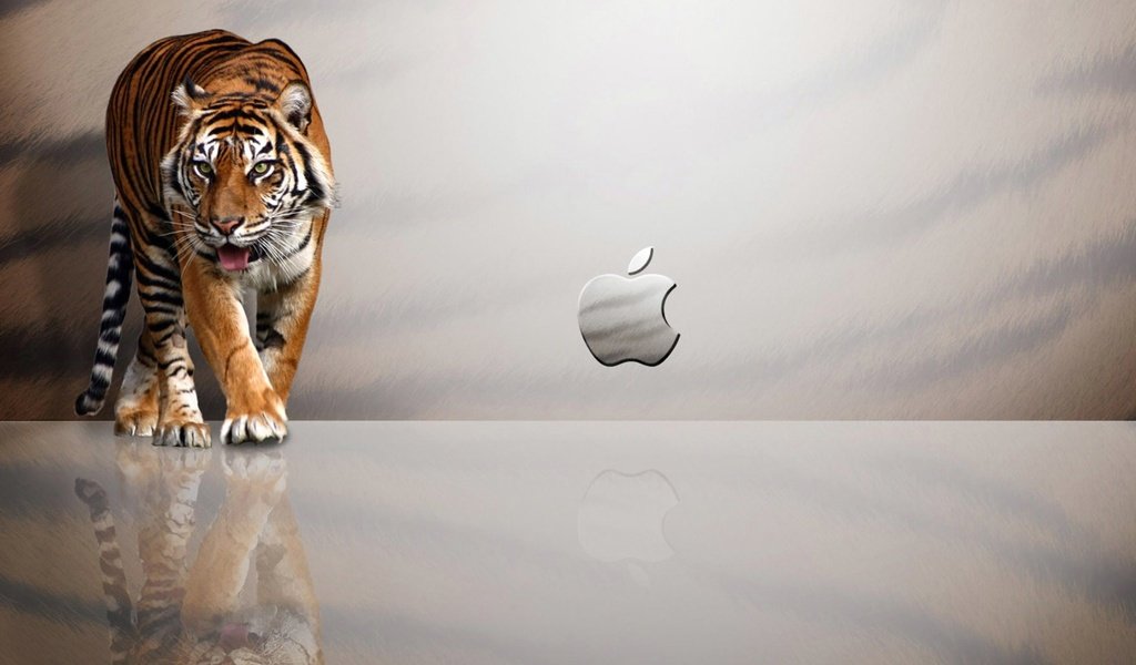 Обои тигр, фон, aplle, tiger, background разрешение 2016x1260 Загрузить