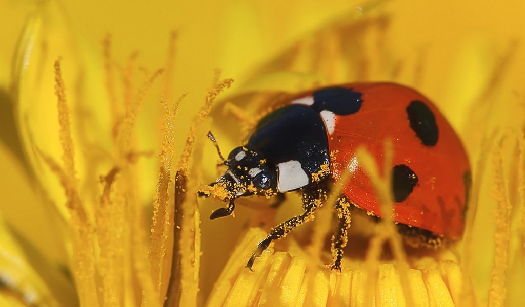 Обои желтый, макро, насекомое, цветок, божья коровка, пыльца, yellow, macro, insect, flower, ladybug, pollen разрешение 1920x1534 Загрузить
