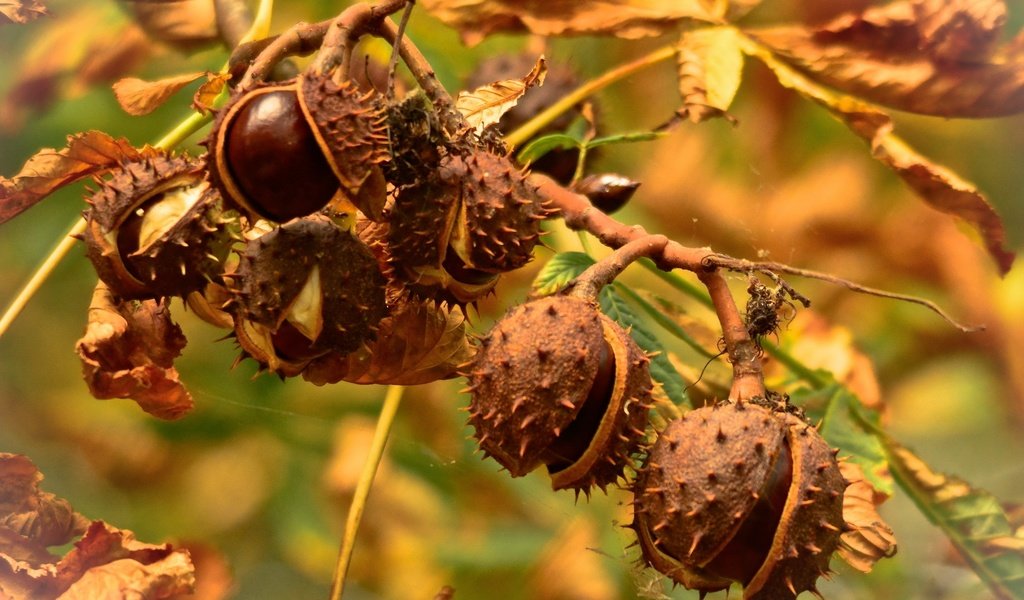 Обои ветка, природа, дерево, листья, макро, осень, плоды, каштаны, branch, nature, tree, leaves, macro, autumn, fruit, chestnuts разрешение 2560x1642 Загрузить