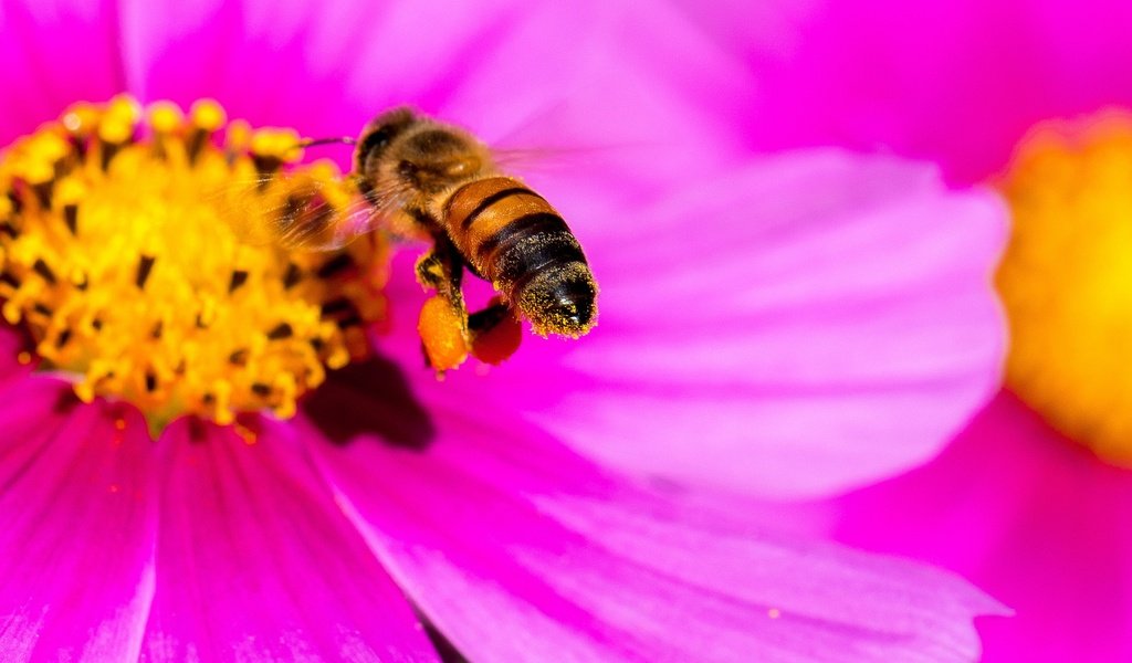 Обои макро, насекомое, цветок, лепестки, пчела, яркий, космея, pink yellow bee, danny perez photography, macro, insect, flower, petals, bee, bright, kosmeya разрешение 2048x1366 Загрузить