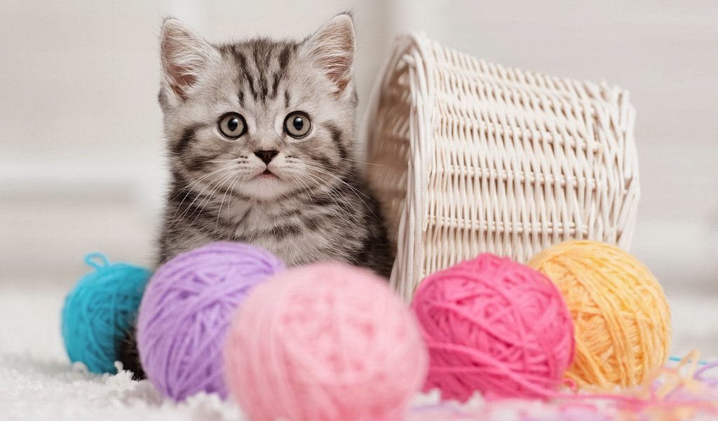 Обои кошка, котенок, корзина, клубки, нитки, cat, kitty, basket, balls, thread разрешение 1920x1200 Загрузить