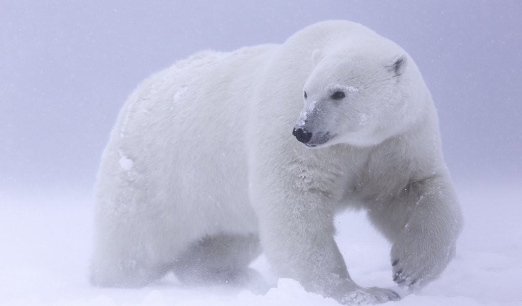 Обои снег, белый медведь, арктика, snow, polar bear, arctic разрешение 2048x1365 Загрузить