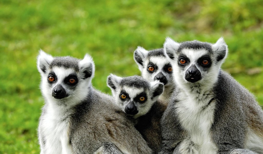 Обои лемуры, мадагаскар, lemuri, lemurs, madagascar разрешение 2351x1574 Загрузить