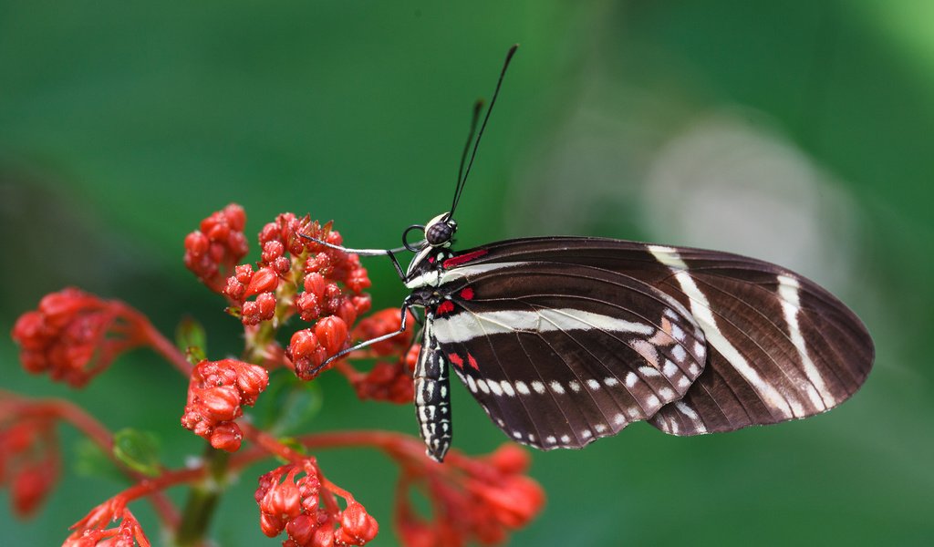 Обои насекомое, цветок, бабочка, крылья, растение, мотылек, insect, flower, butterfly, wings, plant, moth разрешение 2048x1365 Загрузить