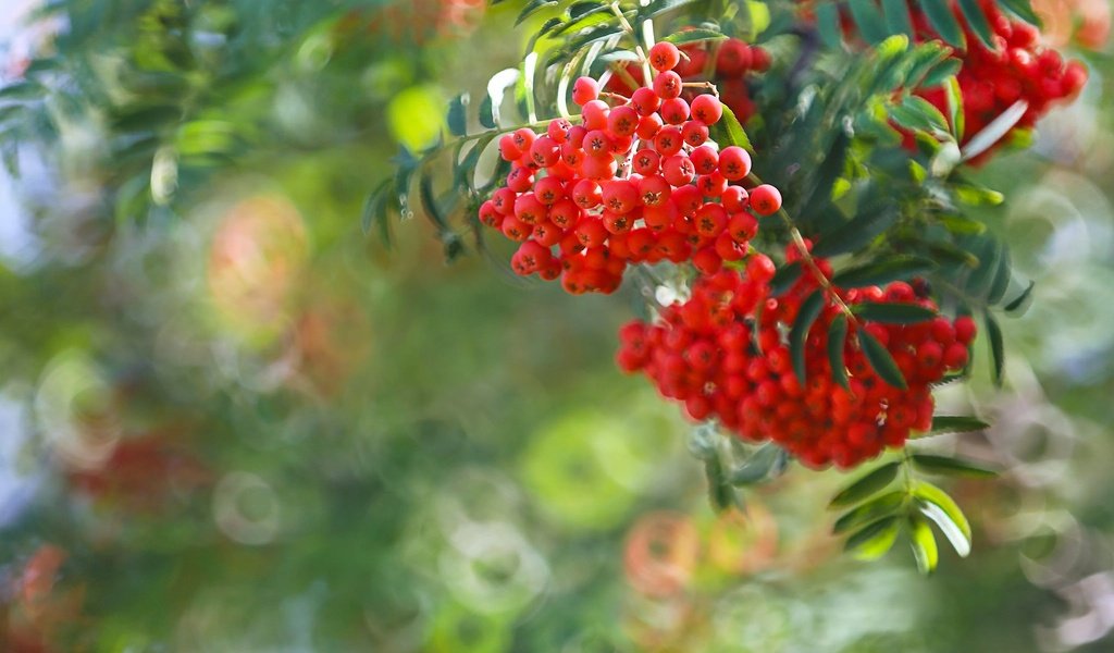 Обои ветка, ягоды, рябина, боке, гроздья рябины, branch, berries, rowan, bokeh, bunches of rowan разрешение 2048x1366 Загрузить