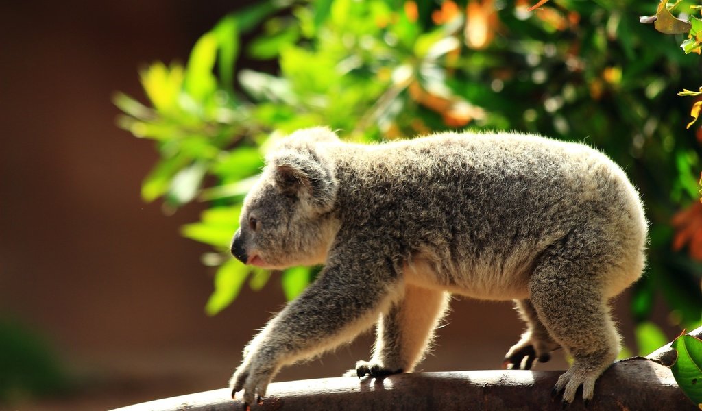 Обои ветка, природа, коала, branch, nature, koala разрешение 2880x1920 Загрузить