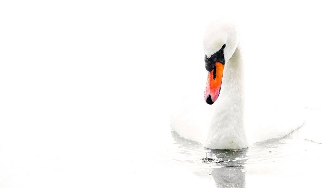 Обои вода, белый, птица, белый фон, лебедь, water, white, bird, white background, swan разрешение 2048x1342 Загрузить