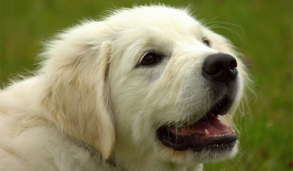 Обои морда, собака, золотистый ретривер, голден ретривер, face, dog, golden retriever разрешение 1920x1228 Загрузить