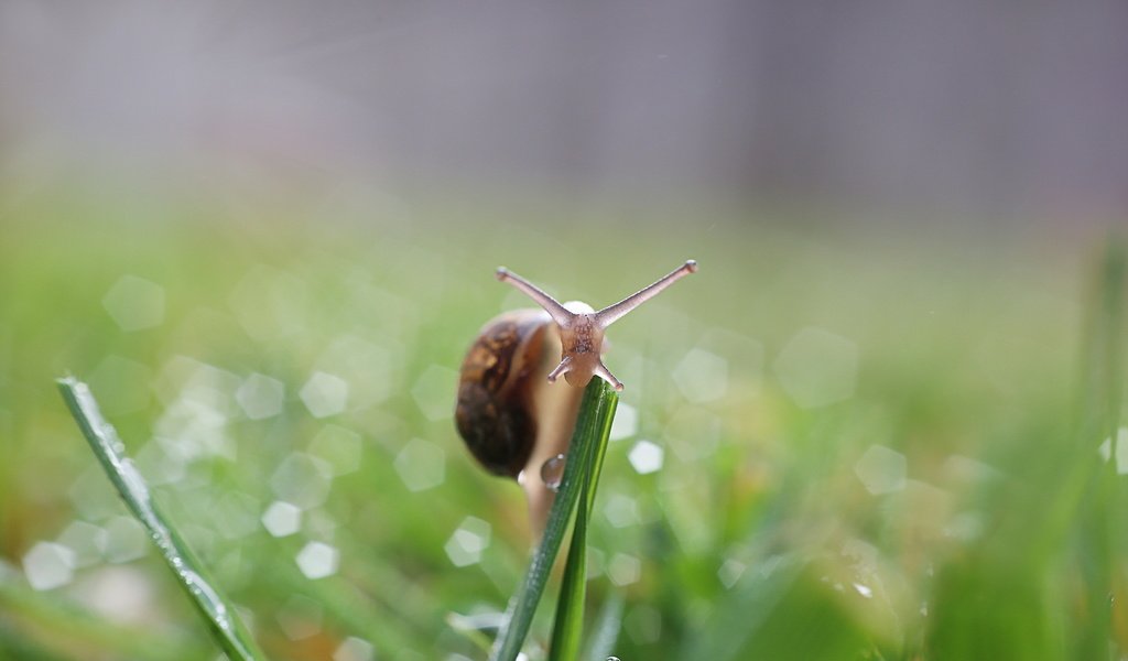 Обои природа, фон, улитка, nature, background, snail разрешение 2560x1600 Загрузить