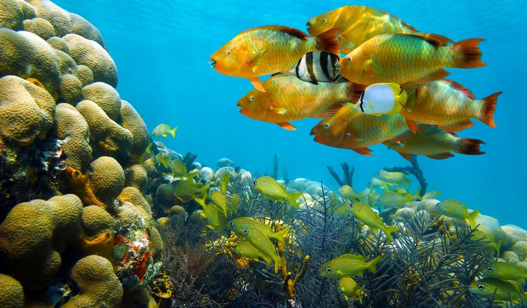 Обои море, рыбы, кораллы, подводный мир, sea, fish, corals, underwater world разрешение 2880x1914 Загрузить