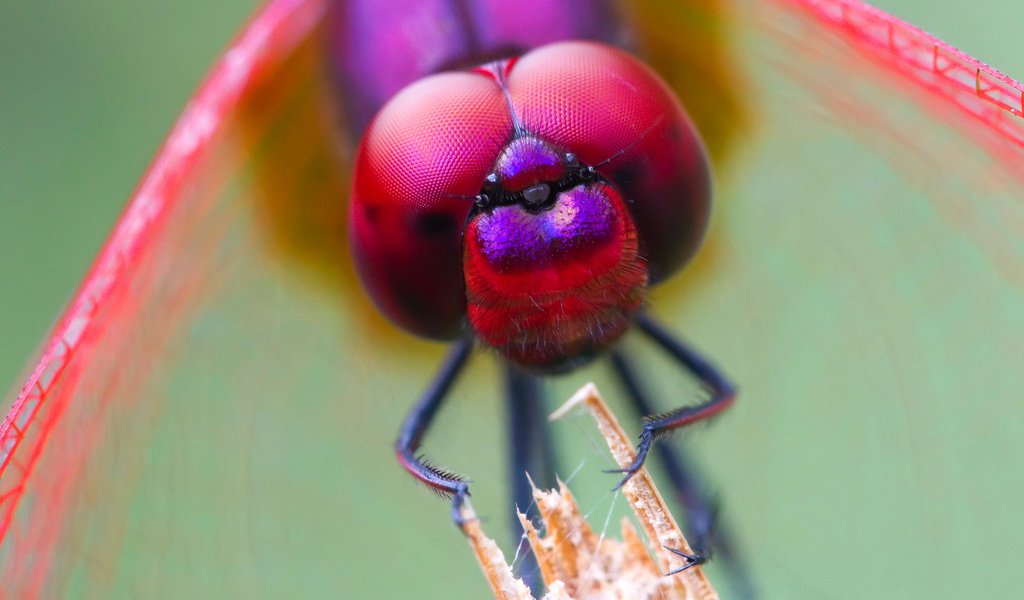 Обои глаза, насекомое, стрекоза, голова, eyes, insect, dragonfly, head разрешение 1920x1200 Загрузить