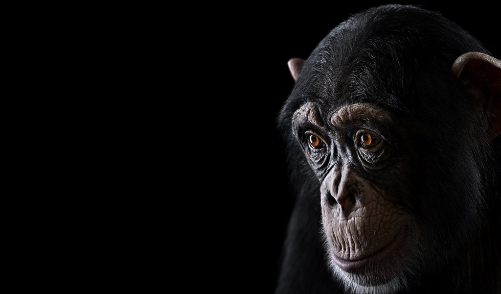 Обои фон, взгляд, обезьяна, шимпанзе, chimpanzee, background, look, monkey, chimpanzees разрешение 1920x1288 Загрузить