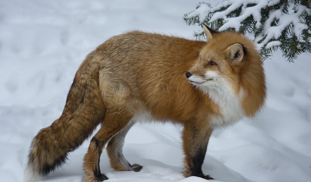 Обои снег, зима, взгляд, рыжая, лиса, лисица, животное, мах, snow, winter, look, red, fox, animal, max разрешение 2048x1365 Загрузить