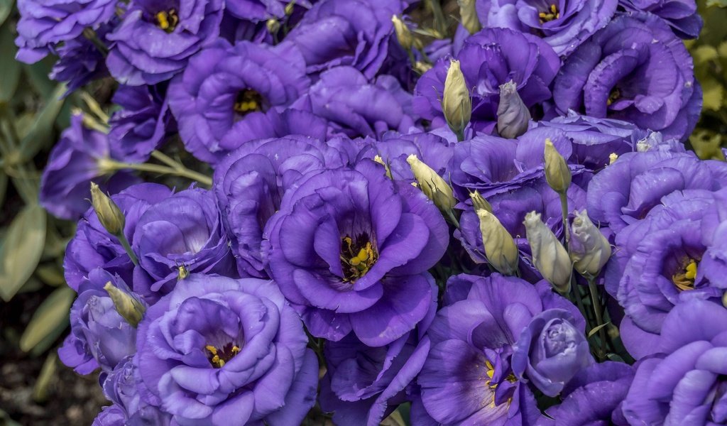 Обои цветы, бутоны, макро, лепестки, эустома, flowers, buds, macro, petals, eustoma разрешение 5221x3631 Загрузить