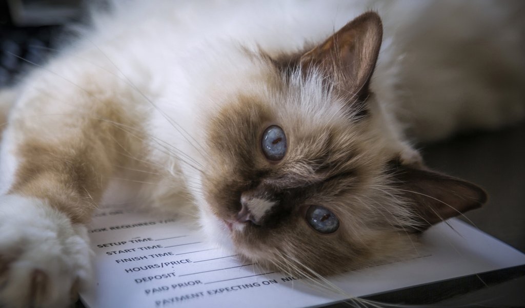 Обои мордочка, кошка, взгляд, голубые глаза, священная бирма, бирманская кошка, muzzle, cat, look, blue eyes, sacred birman, burmese разрешение 2048x1328 Загрузить