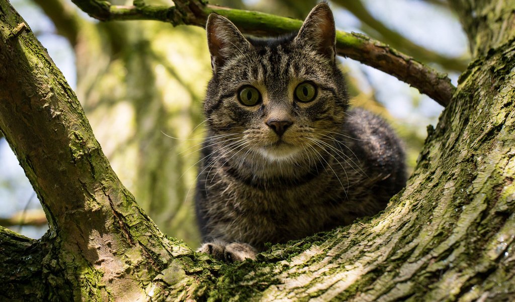 Обои дерево, кот, кошка, взгляд, на дереве, tree, cat, look, on the tree разрешение 2048x1332 Загрузить