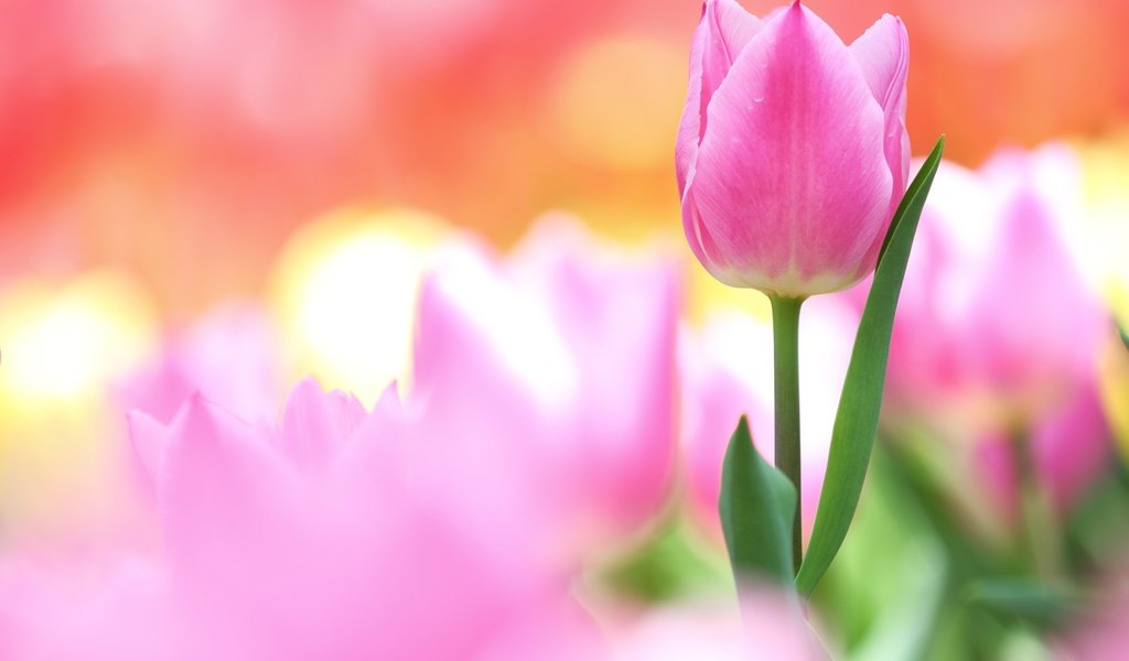 Обои цветок, лепестки, бутон, розовый, нежность, тюльпан, flower, petals, bud, pink, tenderness, tulip разрешение 3000x2000 Загрузить
