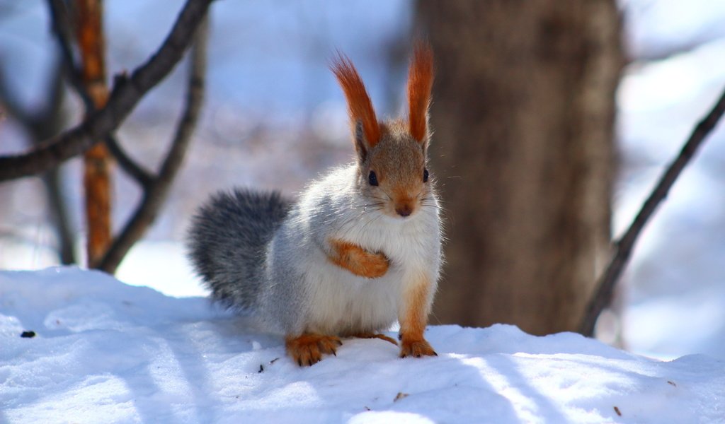 Обои снег, зима, животное, белка, зверек, белочка, грызун, snow, winter, animal, protein, squirrel, rodent разрешение 1920x1280 Загрузить