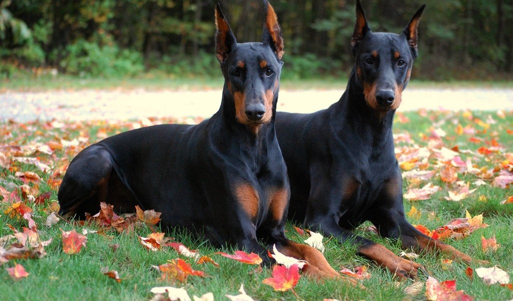 Обои трава, листья, парк, доберман, собаки, волшба, grass, leaves, park, doberman, dogs, the magic was разрешение 2560x1600 Загрузить